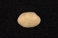 藏品(小眼花簾蛤)的圖片